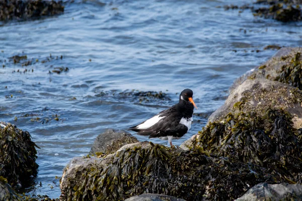 Pássaro Eurasiano Procura Ostras Durante Maré Baixa Parque Nacional Oesterschelde — Fotografia de Stock