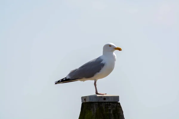 Young White Seagull Sitting Sea Dam Zeeland Netherlands — Stock Photo, Image