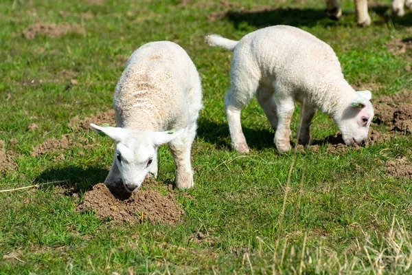 春にオランダのゼーラント州の北海の緑のダムで新生児ラム草を持つ子羊の家族 — ストック写真