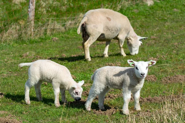 Lamm Familj Med Nyfödda Bagge Betar Gröna Dammarna Nordsjön Zeeland — Stockfoto