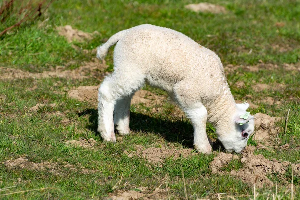 春にオランダのゼーラント州の北海の緑のダムで新生児ラム草を持つ子羊の家族 — ストック写真