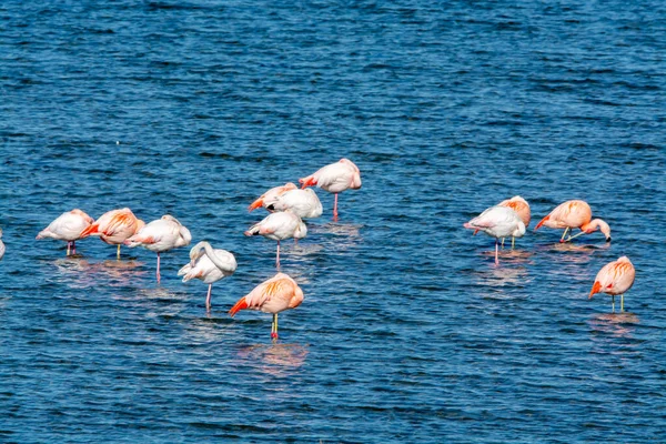 Colônia Flamingos Rosa Aves Aquáticas Invernando Grevelingen Lago Salgado Perto — Fotografia de Stock