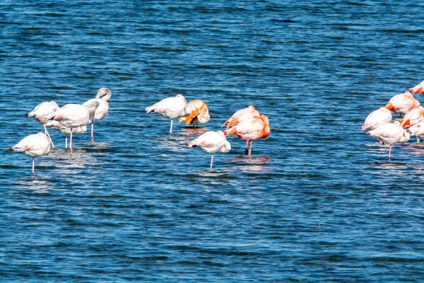 Kolonia Różowych Flamingów Wodnistych Zimujących Jeziorze Grevelingen Niedaleko Miejscowości Battenoord — Zdjęcie stockowe