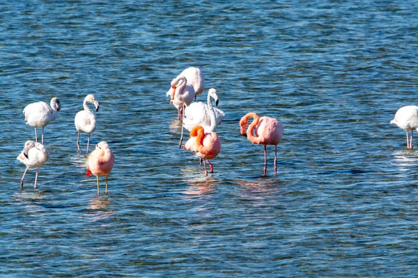 Colonia Uccelli Acquatici Fenicotteri Rosa Che Svernano Nel Lago Salato — Foto Stock