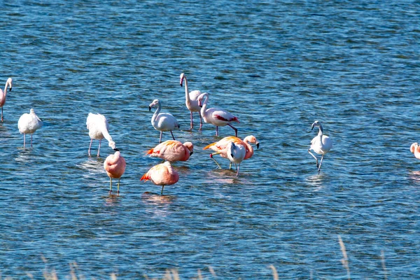 Colony Pink Flamingos Waterbirds Wintering Grevelingen Salt Lake Battenoord Village — Stock Photo, Image