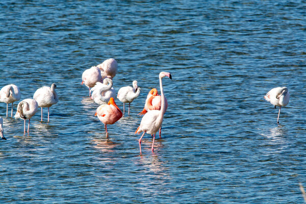 Колония розовых фламинго, зимующих водоплавающих птиц в озере Гревелинген возле деревни Баттеноорд в Зеландии, Нидерланды