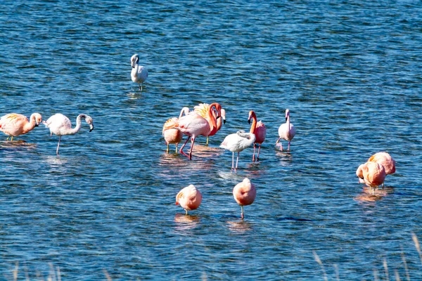 Colônia Flamingos Rosa Aves Aquáticas Invernando Grevelingen Lago Salgado Perto — Fotografia de Stock