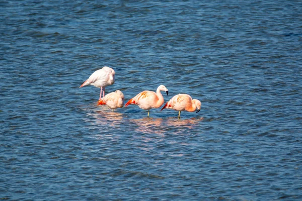 Colônia Flamingos Rosa Aves Aquáticas Invernando Grevelingen Lago Salgado Perto — Fotografia de Stock