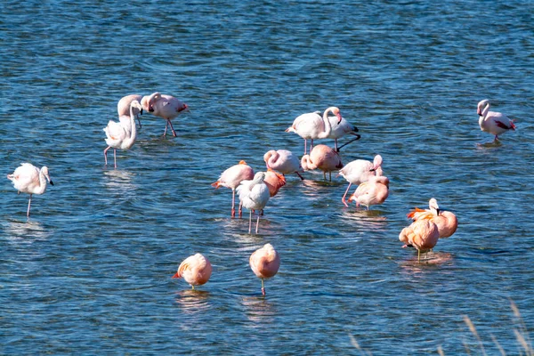 Colony Pink Flamingos Waterbirds Wintering Grevelingen Salt Lake Battenoord Village — Stock Photo, Image
