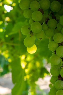 Terracina, Lazio, İtalya yakınlarındaki üzüm bağlarında olgunlaşan beyaz şarap muscat üzümleri.