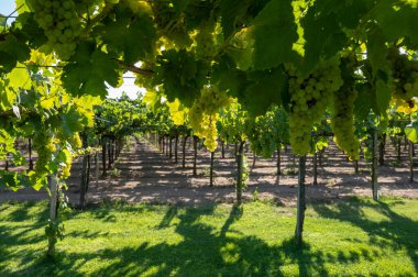 Terracina, Lazio, İtalya yakınlarındaki üzüm bağlarında olgunlaşan beyaz şarap muscat üzümleri.