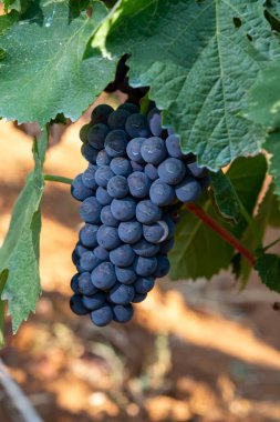 Terracina, Lazio, İtalya yakınlarındaki Campo Soriano 'daki yeşil üzüm bağlarında olgunlaşan kırmızı şarap merlot üzümleri.