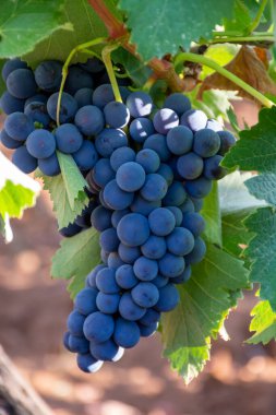 Terracina, Lazio, İtalya yakınlarındaki Campo Soriano 'daki yeşil üzüm bağlarında olgunlaşan kırmızı şarap merlot üzümleri.
