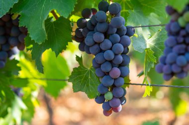 Bunches of red wine merlot grapes ripening on green vineyards in Campo Soriano near Terracina, Lazio, Italy clipart