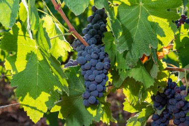 Terracina, Lazio, İtalya yakınlarındaki Campo Soriano 'daki yeşil üzüm bağlarında olgunlaşan kırmızı şarap merlot üzümleri.