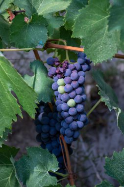 Terracina, Lazio, İtalya yakınlarındaki Campo Soriano 'daki yeşil üzüm bağlarında olgunlaşan kırmızı şarap merlot üzümleri.