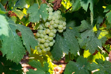 Terracina, Lazio, İtalya yakınlarındaki üzüm bağlarında gün ışığında olgunlaşan beyaz şarap trebbiano üzümleri.