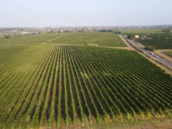 Luchtfoto Van Rijen Druivenplanten Groene Wijngaarden Bij Latina Lazio Wijnbereiding — Stockfoto