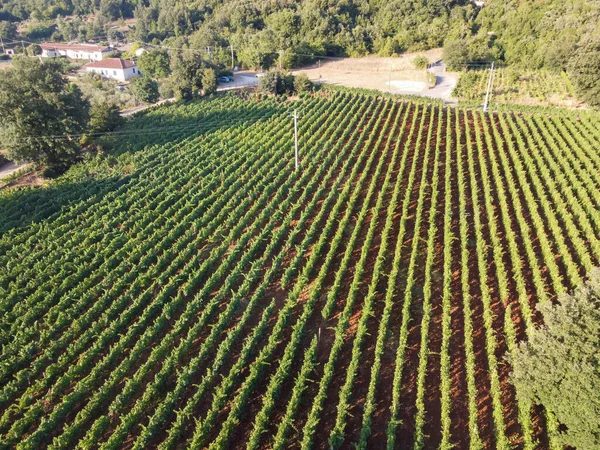 カンポの緑のブドウ畑でブドウの植物の行の空中ビューテラチーナ ラツィオ イタリアのワイン造りの近くのカンポSoriano山 — ストック写真
