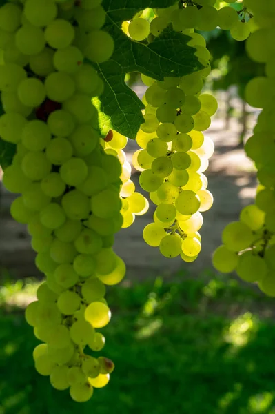 Klasar Vita Vin Muscat Druvor Mognar Solljus Vingårdar Nära Terracina — Stockfoto