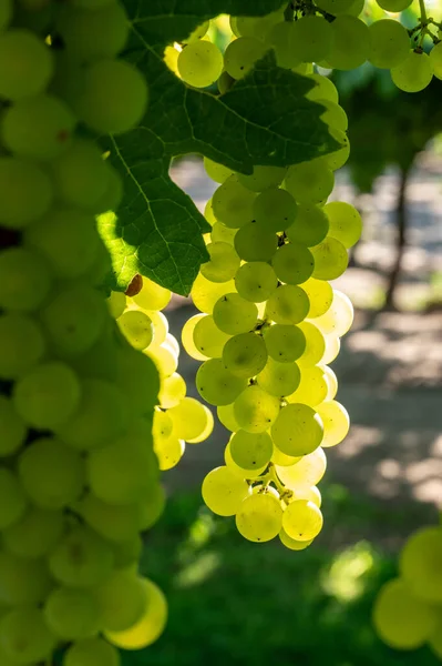 Trauben Von Weißweinmuskattrauben Reifen Sonnenlicht Auf Weinbergen Der Nähe Von — Stockfoto