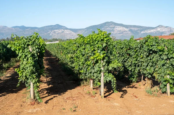 Ramos Uvas Moscatel Vino Blanco Madurando Luz Del Sol Viñedos —  Fotos de Stock