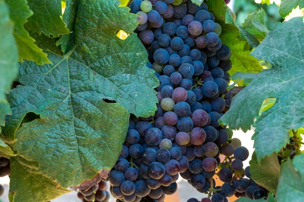 Racimos Uvas Merlot Vino Tinto Madurando Viñedos Verdes Cerca Terracina —  Fotos de Stock