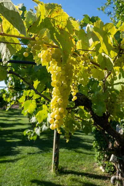 Bunches White Wine Muscat Grapes Ripening Sunlights Vineyards Terracina Lazio — Stock Photo, Image