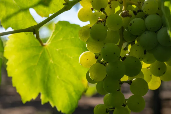 Winogrona Muscat Dojrzewające Słońcu Winnicach Pobliżu Terracina Lacjum Włochy — Zdjęcie stockowe