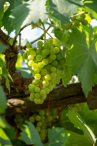 Bunches White Wine Trebbiano Grapes Amadurecing Sunlights Vineyards Terracina Lazio — Fotografia de Stock