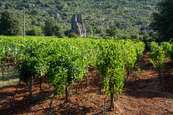 Vista Fileiras Plantas Uva Vinhas Verdes Montanhas Perto Terracina Lazio — Fotografia de Stock