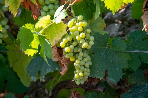 Trossen Witte Wijn Trebbiano Druiven Rijping Zonlicht Wijngaarden Buurt Van — Stockfoto