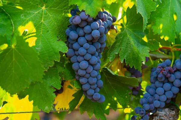 Racimos Uvas Merlot Vino Tinto Madurando Viñedos Verdes Campo Soriano — Foto de Stock