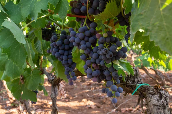 Hrozny Červeného Vína Merlot Zrání Zelených Vinicích Campo Soriano Terracina — Stock fotografie