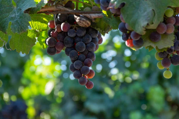 Racimos Uvas Merlot Vino Tinto Madurando Viñedos Verdes Cerca Terracina —  Fotos de Stock