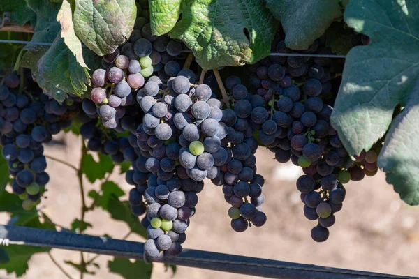 Racimos Uvas Merlot Vino Tinto Madurando Viñedos Verdes Cerca Terracina —  Fotos de Stock