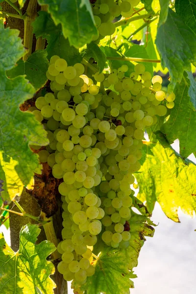 Bando Uvas Muscat Vinho Branco Amadurecendo Luz Sol Vinhas Perto — Fotografia de Stock