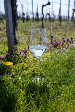 Hollanda 'da şarap üretimi, bahar üzüm bağında yakın plan beyaz şarap tatma bardağı.