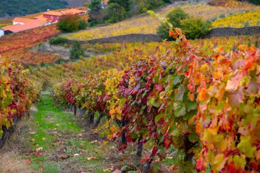 Portekiz 'deki Douro Vadisi' nde dünyanın en eski şarap bölgesinin renkli sonbahar manzarası, teraslı üzüm bağlarında yetişen farklı üzüm bağları, kırmızı, beyaz, yakut ve tawny porto şarabı üretimi.