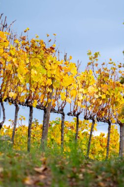 Portekiz 'deki Douro Vadisi' nde dünyanın en eski şarap bölgesinin renkli sonbahar manzarası, teraslı üzüm bağlarında yetişen farklı üzüm bağları, kırmızı, beyaz, yakut ve tawny porto şarabı üretimi.