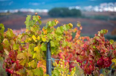 Portekiz 'deki Douro Vadisi' nde dünyanın en eski şarap bölgesinin renkli sonbahar manzarası, teraslı üzüm bağlarında yetişen farklı üzüm bağları, kırmızı, beyaz, yakut ve tawny porto şarabı üretimi.