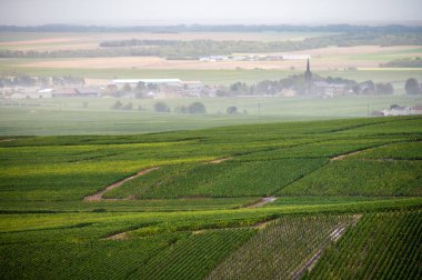 Epernay yakınlarında yeşil büyük cru üzüm bağları olan manzara, Fransa 'nın Champagne bölgesi, sonbahar yağmurlu günlerinde. Cote des Blanc 'ın kireçli topraklarında beyaz şarap üzümü yetiştiriyorum..