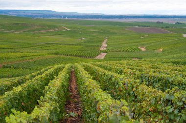 Epernay yakınlarında yeşil büyük cru üzüm bağları olan manzara, Fransa 'nın Champagne bölgesi, sonbahar yağmurlu günlerinde. Cote des Blanc 'ın kireçli topraklarında beyaz şarap üzümü yetiştiriyorum..