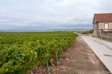 Epernay yakınlarında yeşil büyük cru üzüm bağları olan manzara, Fransa 'nın Champagne bölgesi, sonbahar yağmurlu günlerinde. Cote des Blanc 'ın kireçli topraklarında beyaz şarap üzümü yetiştiriyorum..