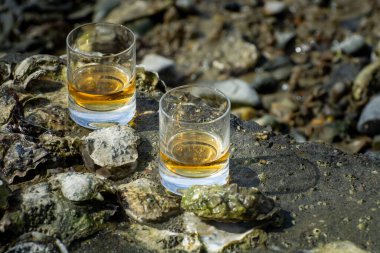 Malt ya da karışık viski tatmak ve deniz yatağında algler, taşlar ve istiridyelerle arka planda, İskoçya, İngiltere 'de özel viski damıtma turları yapmak.