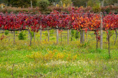 Portekiz 'in en eski şarap bölgesi olan Douro Vadisi' nde, hasat sonrası üzüm bağlarında yetişen çeşitli kırmızı üzümler, kırmızı, beyaz ve porto şarabı üretimi.