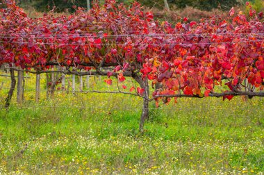 Portekiz 'in en eski şarap bölgesi olan Douro Vadisi' nde, hasat sonrası üzüm bağlarında yetişen çeşitli kırmızı üzümler, kırmızı, beyaz ve porto şarabı üretimi.