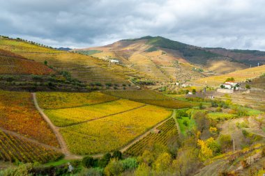 Portekiz 'deki Douro Vadisi' nde dünyanın en eski şarap bölgesinin renkli sonbahar manzarası, teraslı üzüm bağlarında yetişen farklı üzüm bağları, kırmızı, beyaz, yakut ve tawny porto şarabı üretimi.