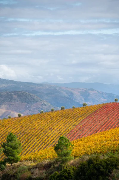 Colorato Paesaggio Autunnale Della Più Antica Regione Vinicola Del Mondo — Foto Stock