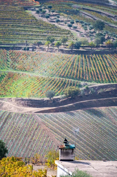 Paisagem Outono Colorida Região Vinícola Mais Antiga Mundo Vale Douro — Fotografia de Stock